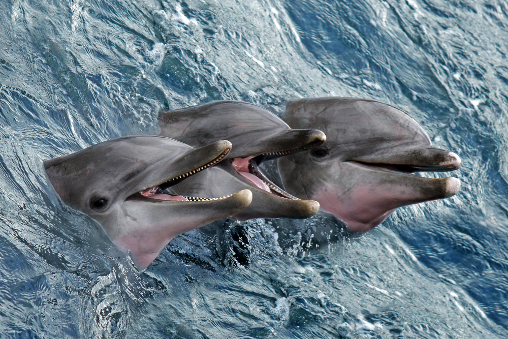 dolphin tour